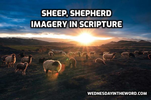 Sheep in Scripture - Wednesday in the Word